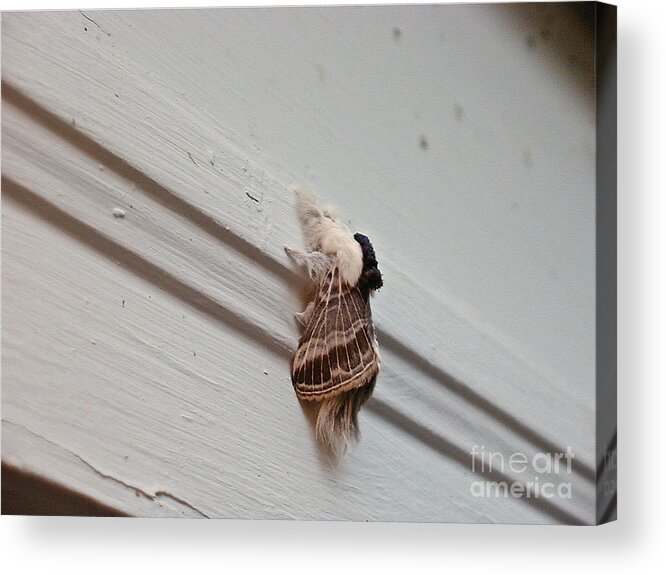 Moths Acrylic Print featuring the photograph Hairy Russian Moth by Christopher Plummer