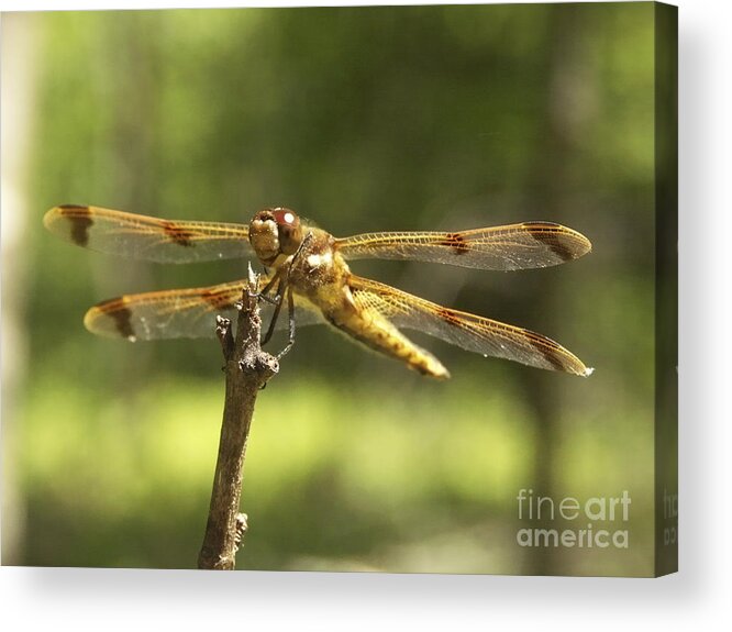 Happy Acrylic Print featuring the photograph Happy Dragonfly by Patrick Fennell