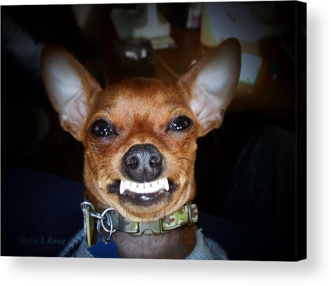 Chihuahua Acrylic Print featuring the photograph Happy Max by Shana Rowe Jackson