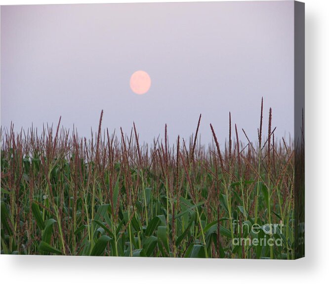 Corn Filed Acrylic Print featuring the photograph Harvest Moon by Michael Krek