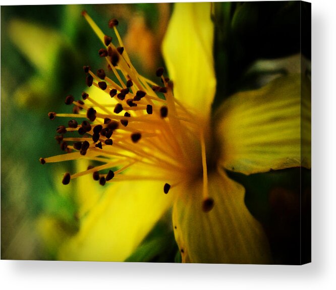 Flower Acrylic Print featuring the photograph Heart of a flower by Zinvolle Art