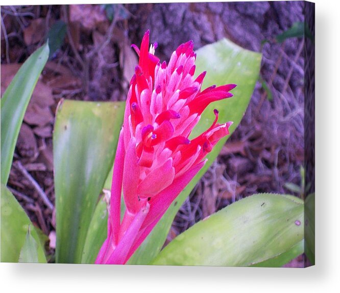 Red Bromeliad Just Starting To Bloom. Acrylic Print featuring the photograph Hello World by Belinda Lee