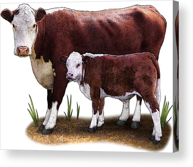 Nature Acrylic Print featuring the photograph Hereford Cow by Roger Hall