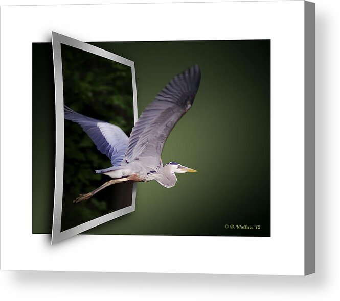 2d Acrylic Print featuring the photograph Heron In Flight - OOF by Brian Wallace