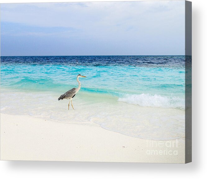 Animal Acrylic Print featuring the photograph Heron Takes A Walk At The Beach by Hannes Cmarits