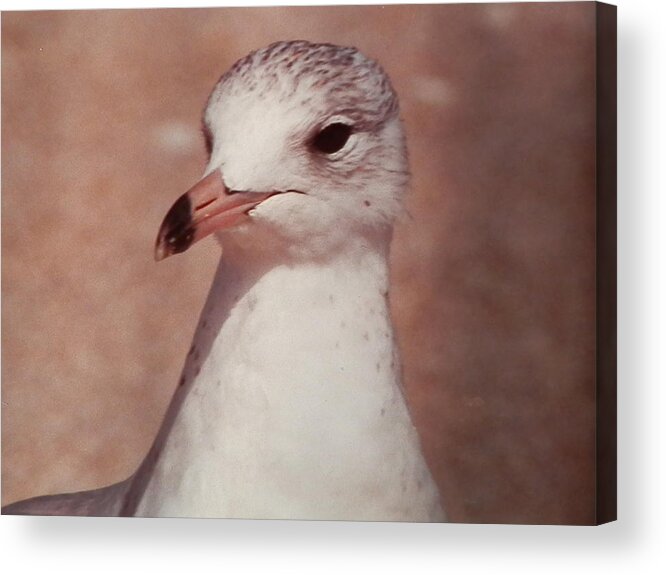 Close Up Of A Beautiful Acrylic Print featuring the photograph Beach Gull on the Hunt by Belinda Lee