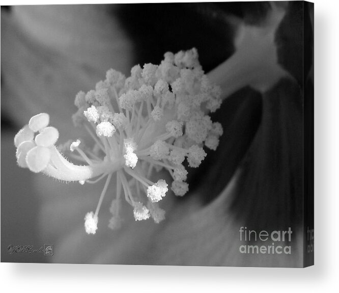 Hibiscus Moscheutos Acrylic Print featuring the photograph Hibiscus Moscheutos named Luna Pink Swirl by J McCombie
