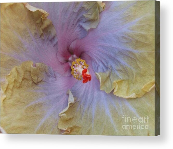  Acrylic Print featuring the photograph Hibiscus Storm by Nanette Emerle
