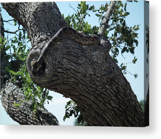 Snake Acrylic Print featuring the digital art Hide and Seek by Robert Rhoads