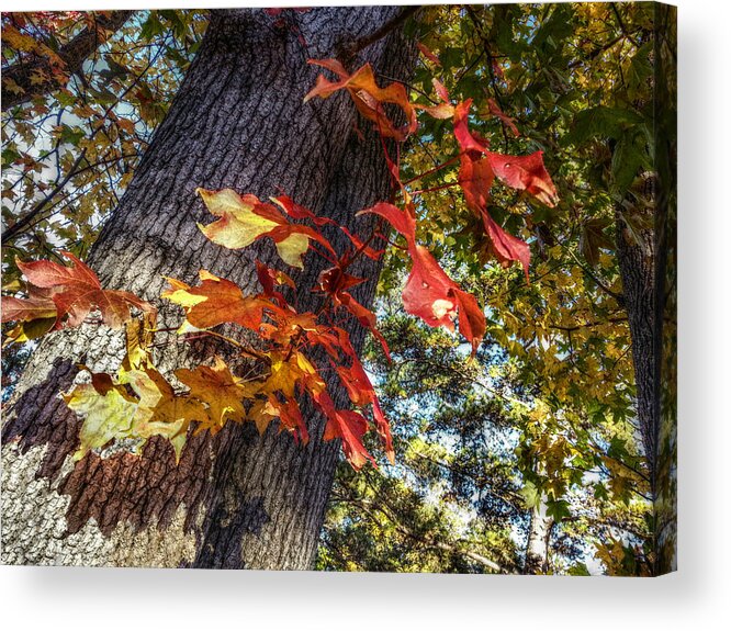 Red Leaves Acrylic Print featuring the digital art Hints of Fall by Linda Unger