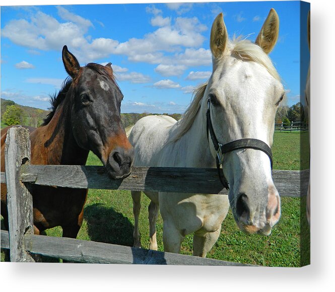 Horse Beauties Acrylic Print featuring the photograph Horse Beauties by Emmy Marie Vickers