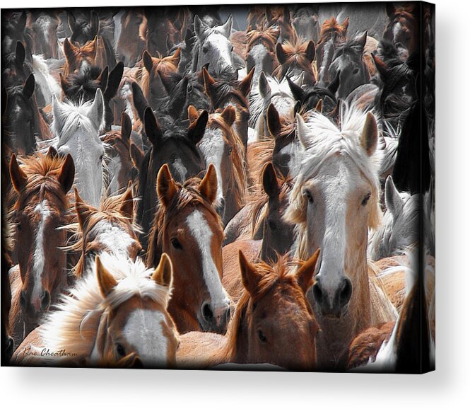 Horse Acrylic Print featuring the photograph Horse Faces by Kae Cheatham