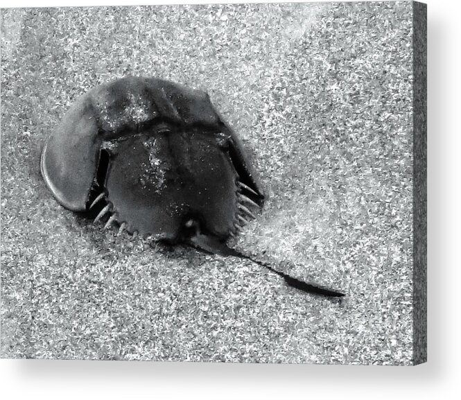 Horseshoe Crab Acrylic Print featuring the photograph Horseshoe Crab in Black and White by Patricia Januszkiewicz