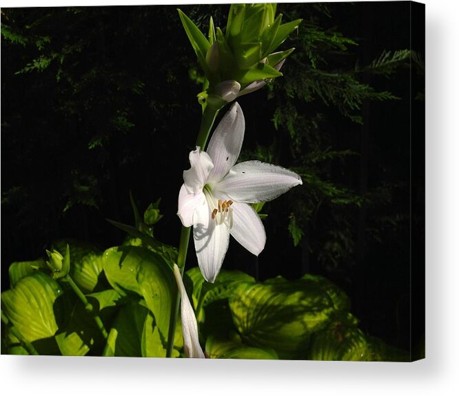 Flowers Acrylic Print featuring the photograph Hosta by Alan Lakin