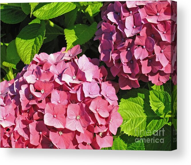 Hydrangea Acrylic Print featuring the photograph Hot Pink Hydrangea by Ann Horn