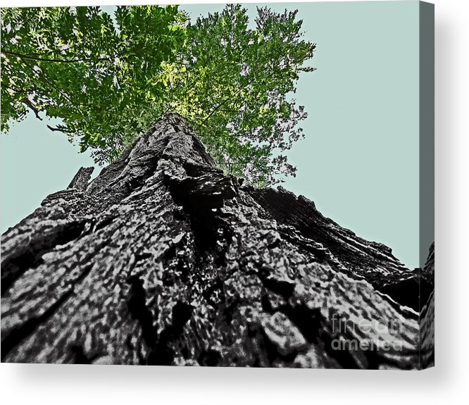 Above Acrylic Print featuring the photograph How a Chipmunk Sees a Tree by Dawn Gari