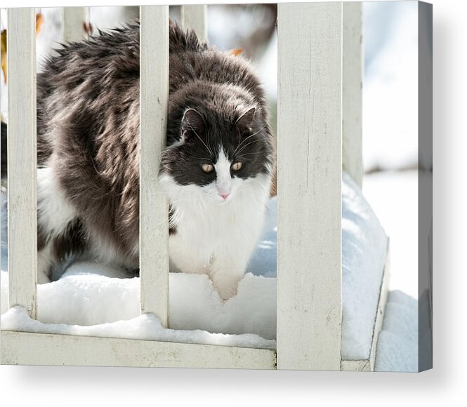 Snow Acrylic Print featuring the photograph How Did This Happen? by Lara Ellis