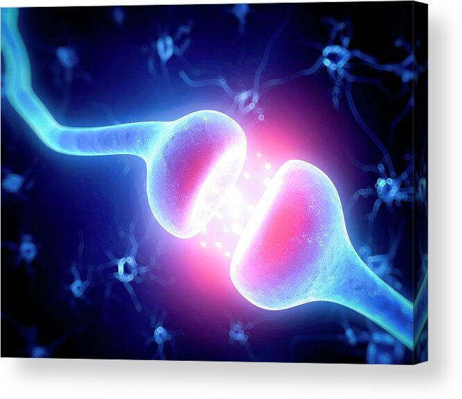 Biology Acrylic Print featuring the photograph Human Nerve Cell by Sebastian Kaulitzki/science Photo Library