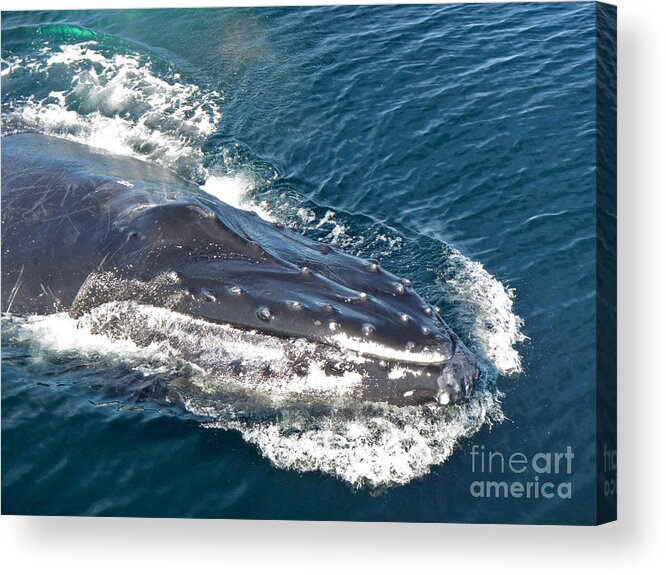 Humpback Whale Acrylic Print featuring the photograph Head Start by Bette Phelan