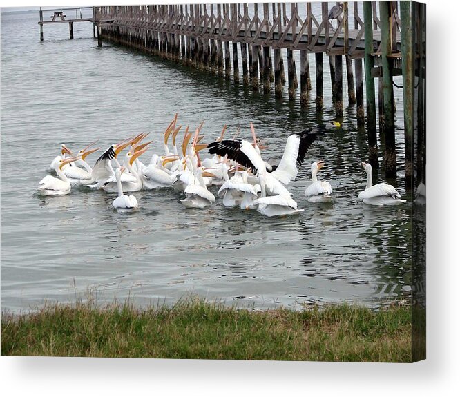 Pelicans Acrylic Print featuring the photograph Hungry Pelicans by Linda Cox