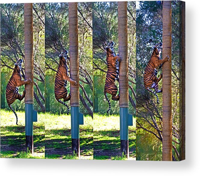 #taronga Western Plains Zoo Acrylic Print featuring the photograph Hunt by Miroslava Jurcik