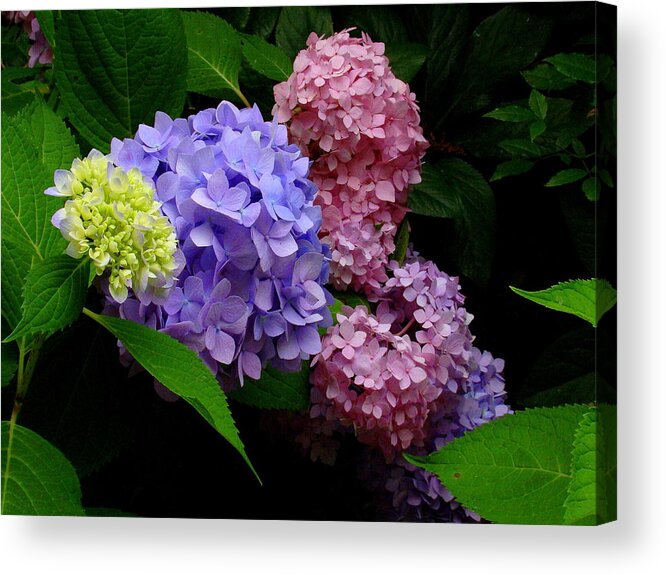 Fine Art Acrylic Print featuring the photograph Hydrangea Glow by Rodney Lee Williams