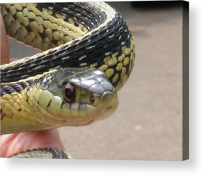 Snake Acrylic Print featuring the photograph I Am Watching You by Michelle Hoffmann