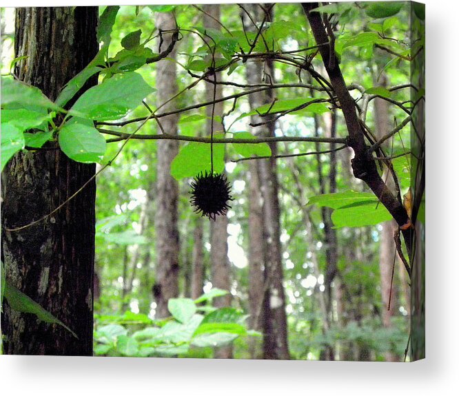 Forest Acrylic Print featuring the photograph I Hang Alone by Kim Galluzzo