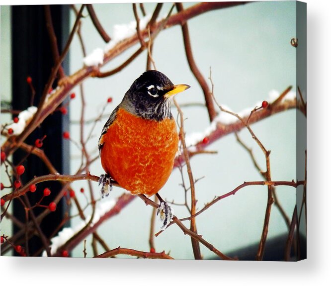 American Robin Acrylic Print featuring the photograph I See Spring by Zinvolle Art