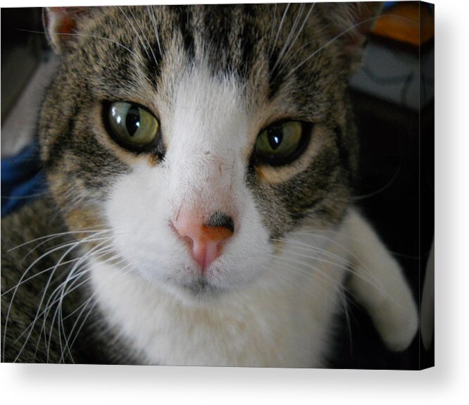 Cat Acrylic Print featuring the photograph I See You Cat by Kent Lorentzen