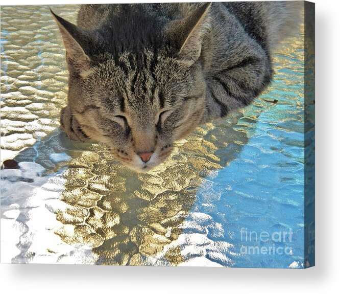 Cat Acrylic Print featuring the photograph I Sleep on Water by Judy Via-Wolff