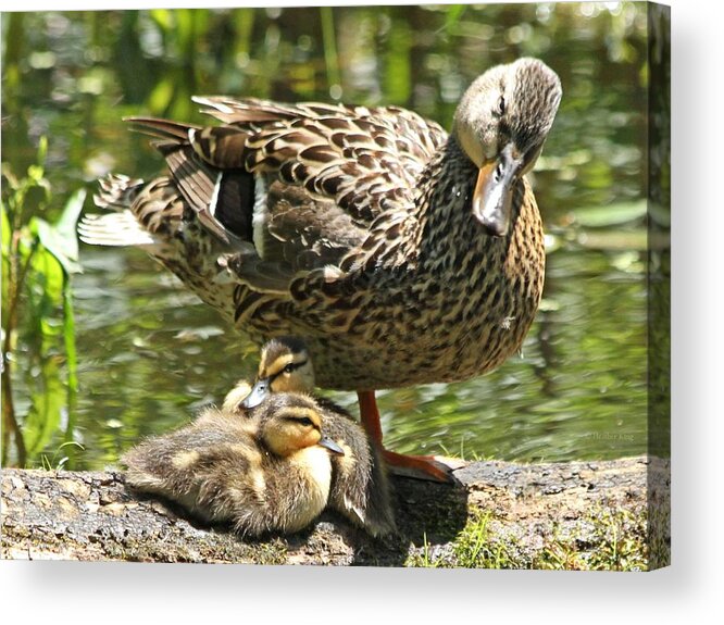 Ducks Acrylic Print featuring the photograph I told you we would go swimming later by Heather King