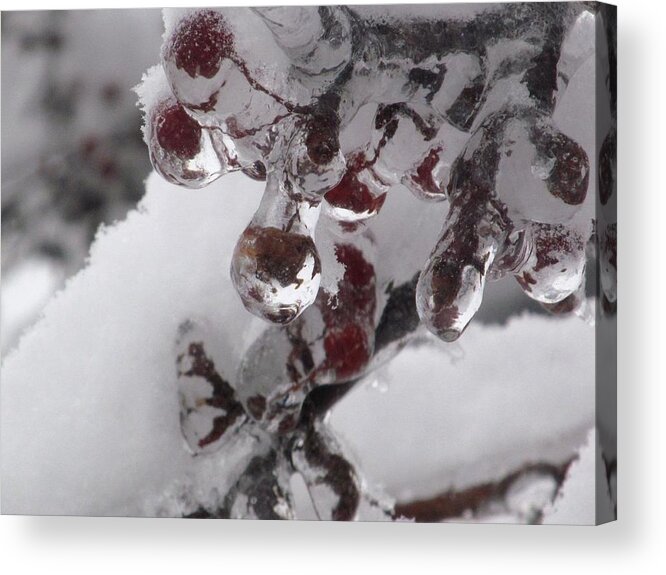 Snow Acrylic Print featuring the photograph Ice Berries With Snow by Alfred Ng