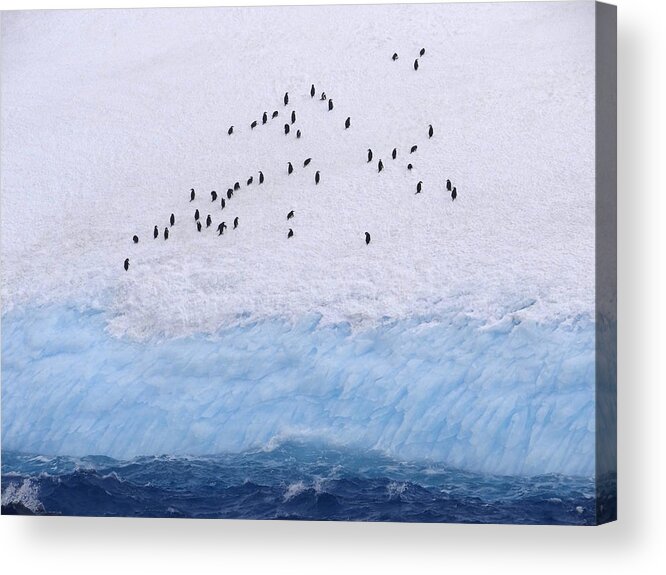 Ice Acrylic Print featuring the photograph Taking A Cruise by Ginny Barklow
