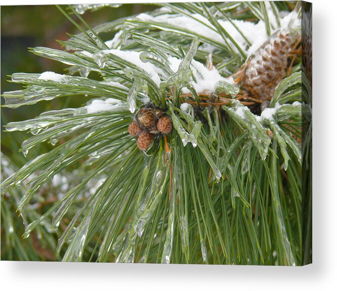 Pine Cone Acrylic Print featuring the photograph Iced over pine cones by Tracy Winter