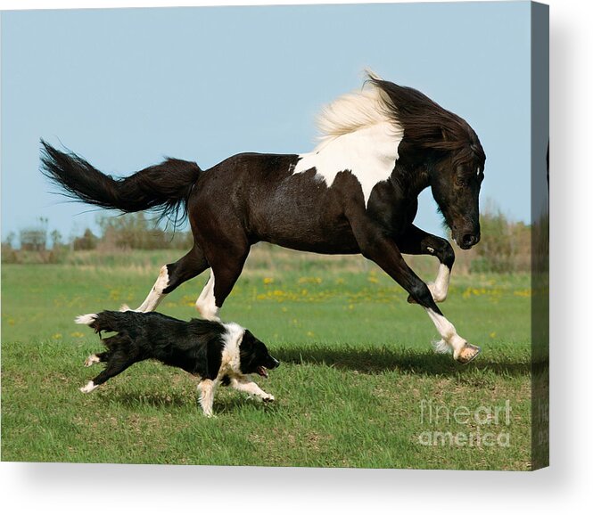 Icelandic Horse Acrylic Print featuring the photograph Icelandic Horse And Dog by Gabriele Boiselle