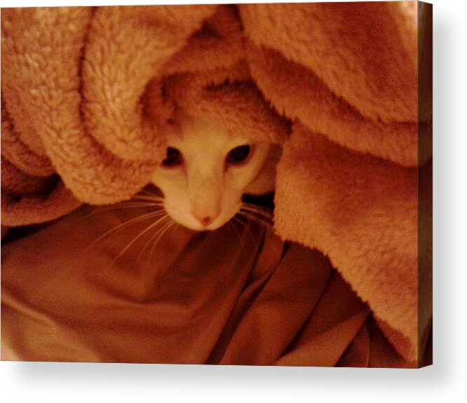 Cat Acrylic Print featuring the photograph Ichigo Under Cover by Marcia Breznay