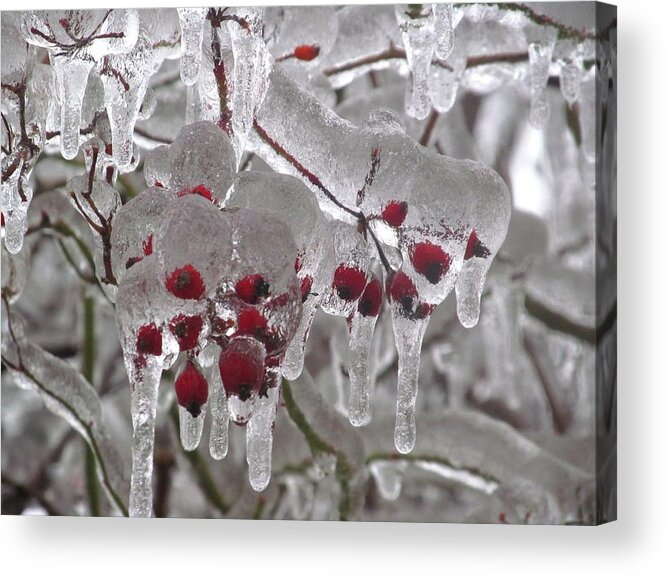 Winter Acrylic Print featuring the photograph Icicle Berries by Alfred Ng