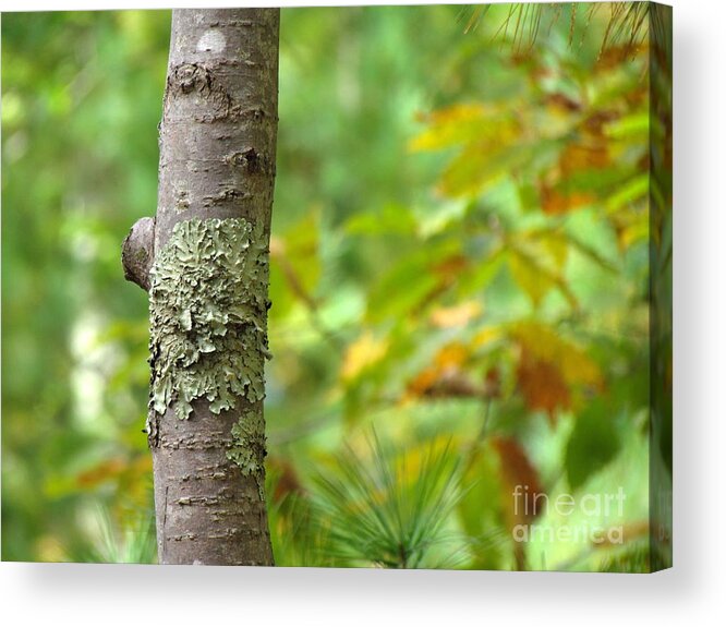 Tree Acrylic Print featuring the photograph If a Tree Falls by Lili Feinstein