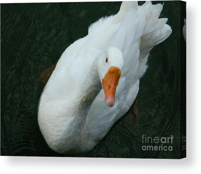 Embden Photographs Acrylic Print featuring the photograph I'm Lookin' At You by Emmy Vickers
