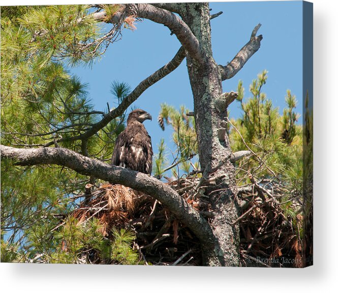 Bald Eagle Acrylic Print featuring the photograph Immature Bald Eagle by Brenda Jacobs