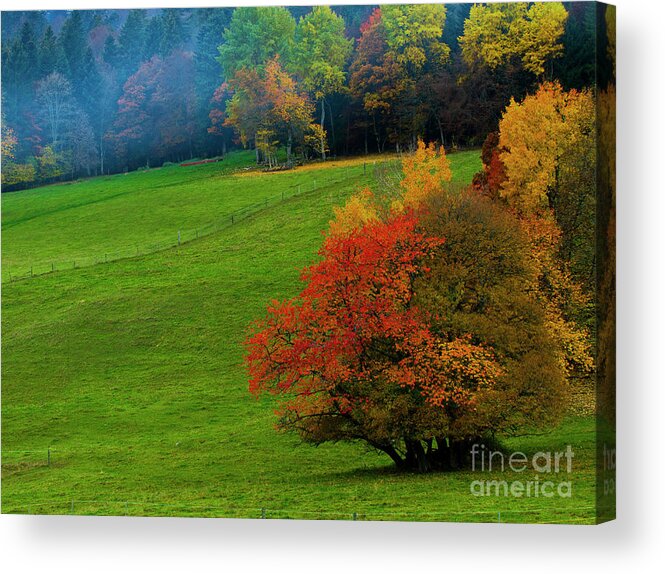 Tree Acrylic Print featuring the photograph In a Field of Green by Charles Lupica