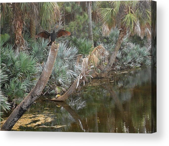 Nature Acrylic Print featuring the photograph In Dreams by Sheila Silverstein