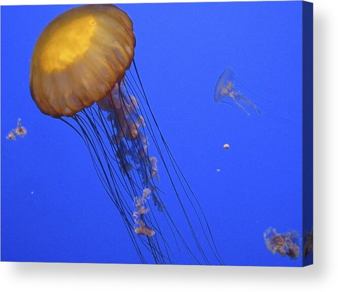 Golden Jelly Fish Acrylic Print featuring the photograph In The Tank by Ralph Jones