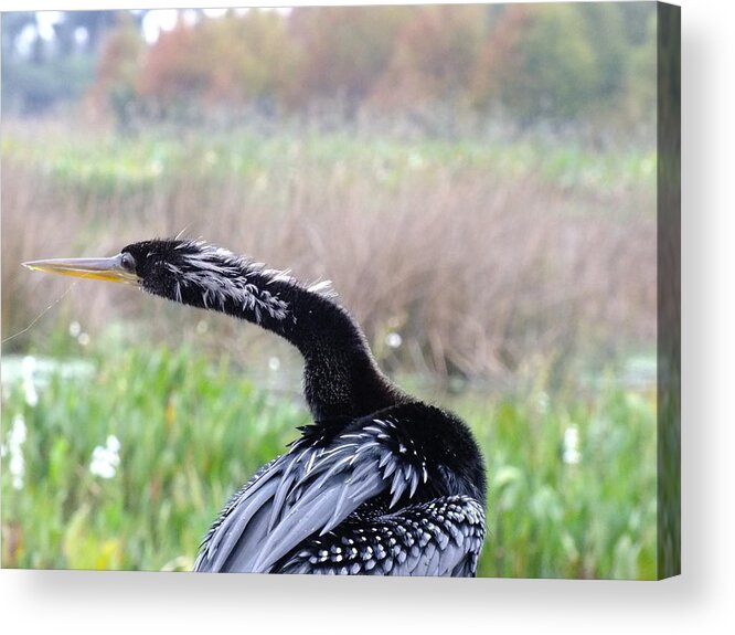 Nature Acrylic Print featuring the photograph Indecision by Peggy King