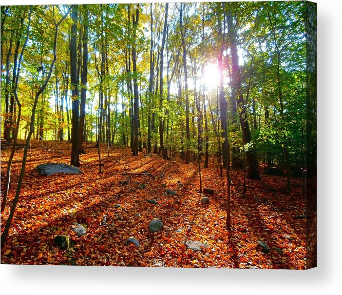 Woods Acrylic Print featuring the photograph Into the Woods by Richard Bryce and Family