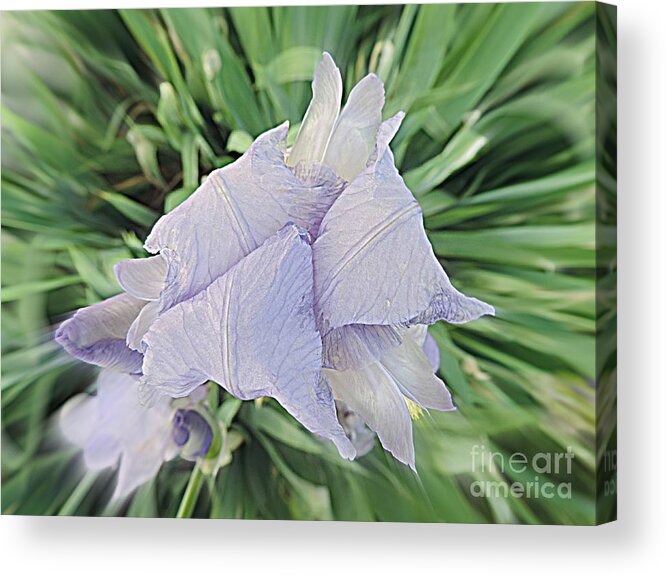 Purple Acrylic Print featuring the photograph Iris Bloom by Angela Weis