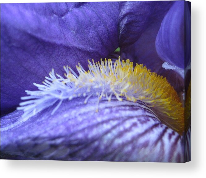 Flower Acrylic Print featuring the photograph Iris Invitation by Noa Mohlabane