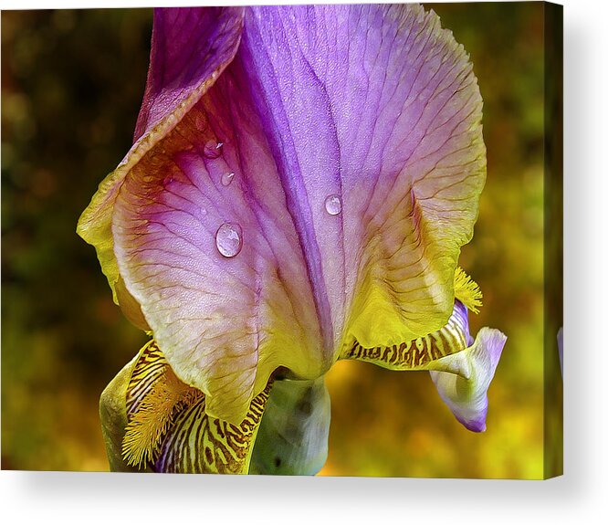 Flower Acrylic Print featuring the photograph Iris by Phil Clark