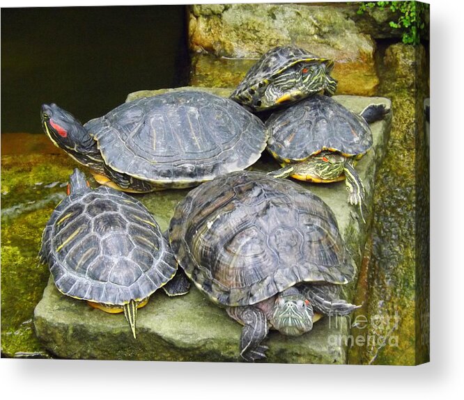 Shell Acrylic Print featuring the photograph It's A Bit Crowded here can we have next meeting at the Conference Room by Lingfai Leung
